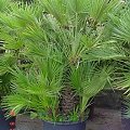 Palma karłowata (Chamaerops humilis)