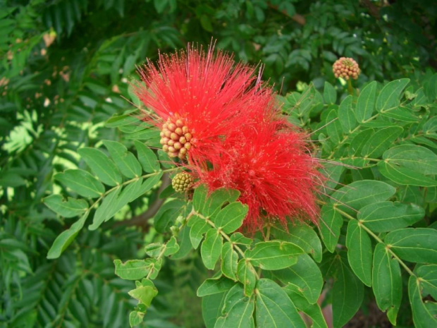 letnie rośliny w Australii #Flora