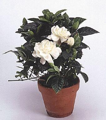 gardenia 1