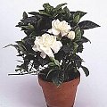 gardenia 1