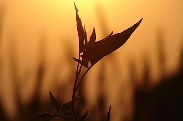 lisciany ptak #kwiat #ptak #blask #słońce