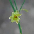 asparagus-kwiat