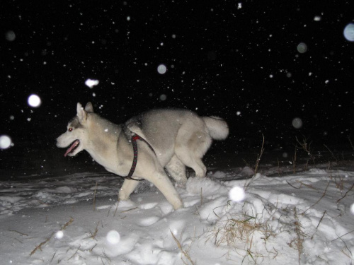 Katsu na spacerze po śniegu