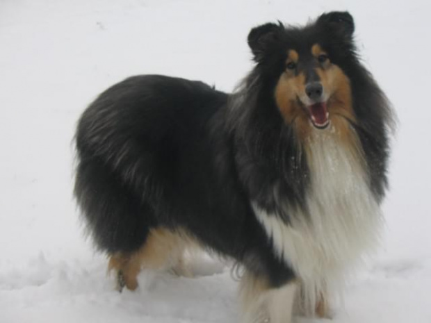 FLUFFY LOVELY ANGEL Hippocampus - 08.02.2007 #collie #fluffy #pies #zima #lessie
