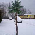 Firmowa palma Zimą;-)
Styczeń 2007 #palmy #SztuczneDrzewa #SztucznePalmy