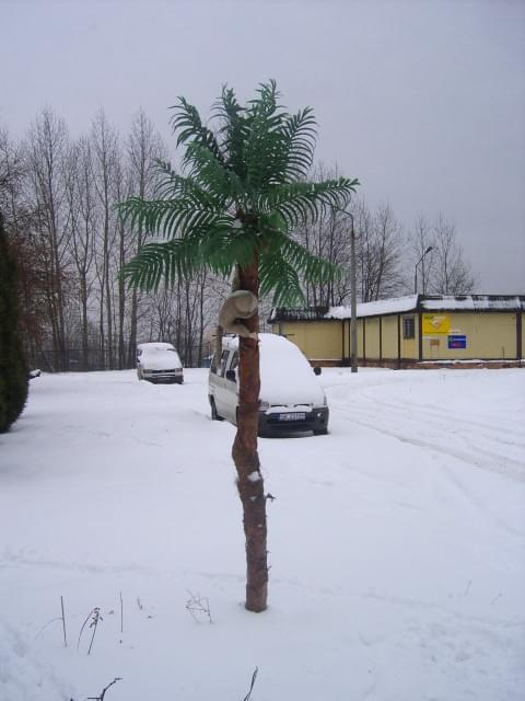 Firmowa palma Zimą;-)
Styczeń 2007 #palmy #SztuczneDrzewa #SztucznePalmy