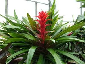 guzmania 2