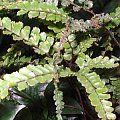 Adiantum hispidulum