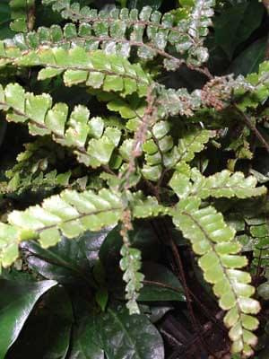 Adiantum hispidulum