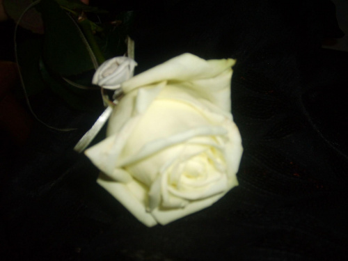 Biała róża = czystość :)