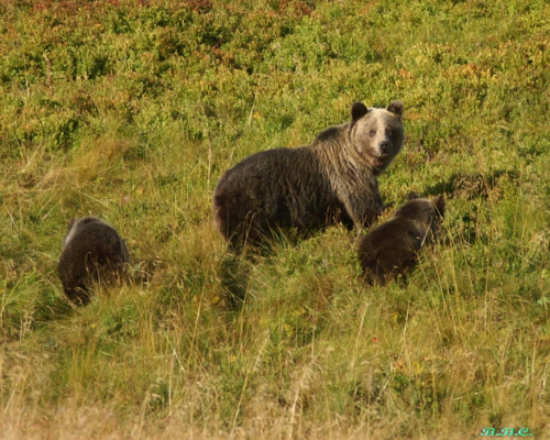 słynna niedźwiedzica Siwa z dziećmi, Hala Gąsienicowa (2006)