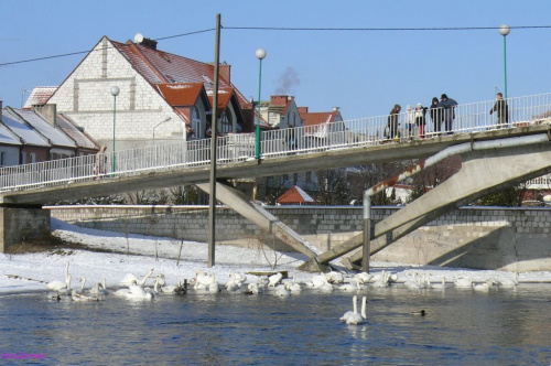 Pisz i rzeka Pisa #Pisa #JezioroRoś #Kaczki #Łabędzie #Remes #spacer