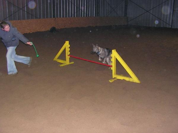 trening 11.02.07 #agility