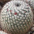 Mammillaria haageana ssp. elegans