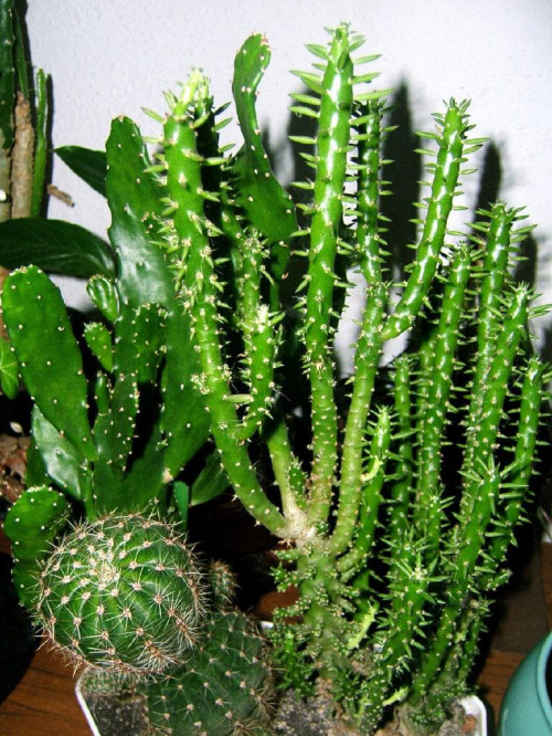 kolejne kaktusy