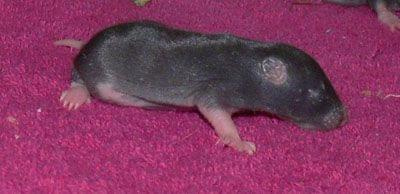 maluszki gejshy - dzien 9