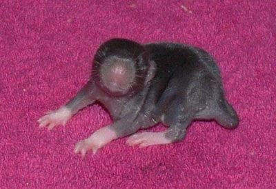 maluszki gejshy - dzien 9