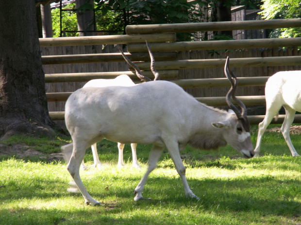 Zoo Kraków 15.06.2006 #zoo #kraków #lasek #wolski