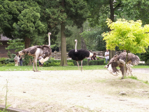 Zoo Kraków 15.06.2006 #zoo #kraków #lasek #wolski #dzikie #zwierzęta #struś
