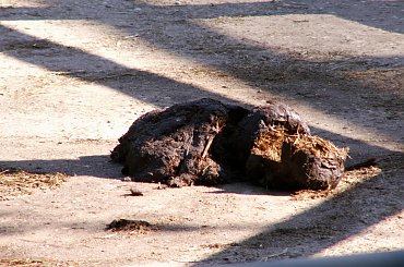 Zoo Kraków, 16.06.2006 #zoo #kraków #lasek #wolski #kupa #słoń