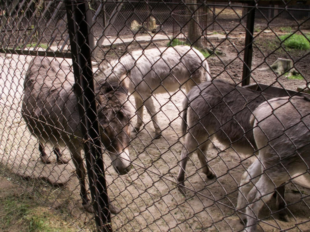 Zoo Kraków 15.06.2006 #zoo #kraków #lasek #wolski