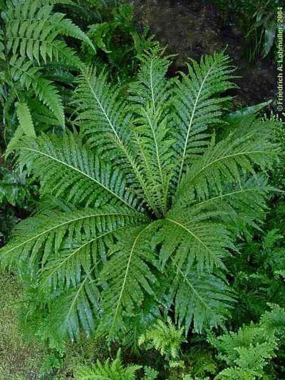 blechnum moorei