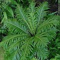 blechnum moorei