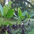 Alocasia macrorrhiza