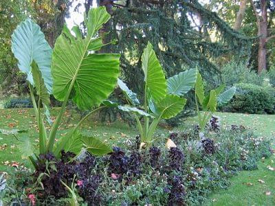 Alocasia macrorrhiza