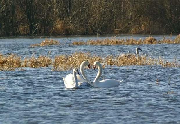 Romeo i Julia i ten trzeci