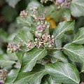 hedera2