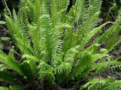 blechnum spicant3