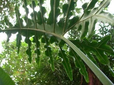 Alocasia brancifolia