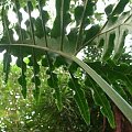 Alocasia brancifolia
