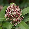 skimmia1