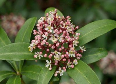 skimmia1