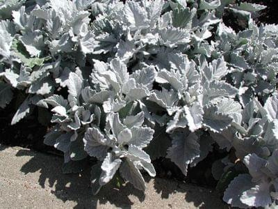 senecio cineraria