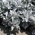 senecio cineraria