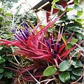 Tillandsia brachycaulos