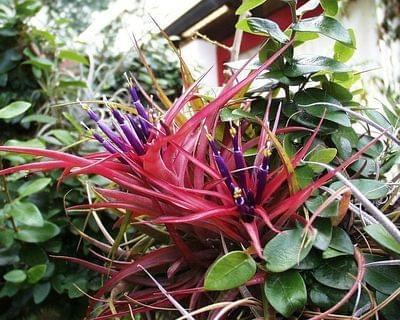 Tillandsia brachycaulos