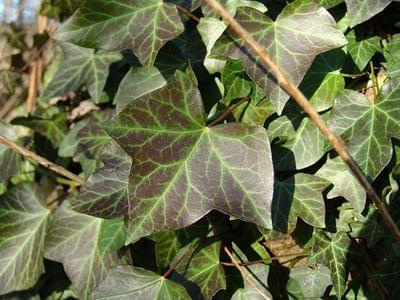 hedera4