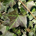 hedera4
