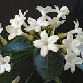 stephanotis1