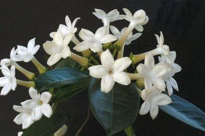 stephanotis1