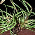 tiladnasja bulbosa