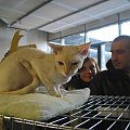 18.02.2007 Pokaz Kotów #kot #pokaz