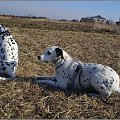 Figa i Aza - spotkanie kropków