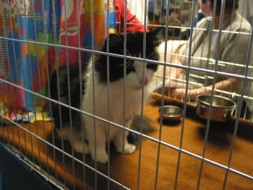 18.02.2007 Pokaz Kotów #kot #pokaz