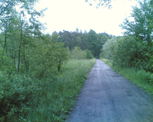 Ścieżka dydaktyczna w lasach między Czarną, Dąbrówkami a Rakszawą #RowerPielgrzymka