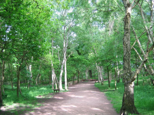 Sherwood Forest